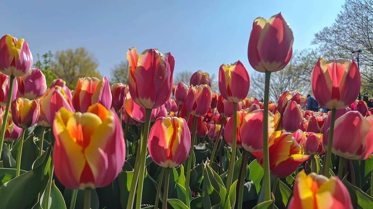 Des tulipes plus colorées l’an prochain ? Ce geste simple à faire maintenant