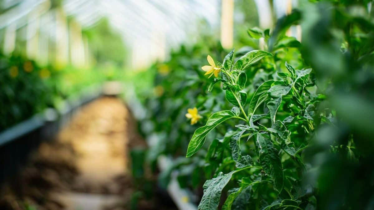 Pourquoi cette fleur plantée entre deux cultures booste toutes les récoltes